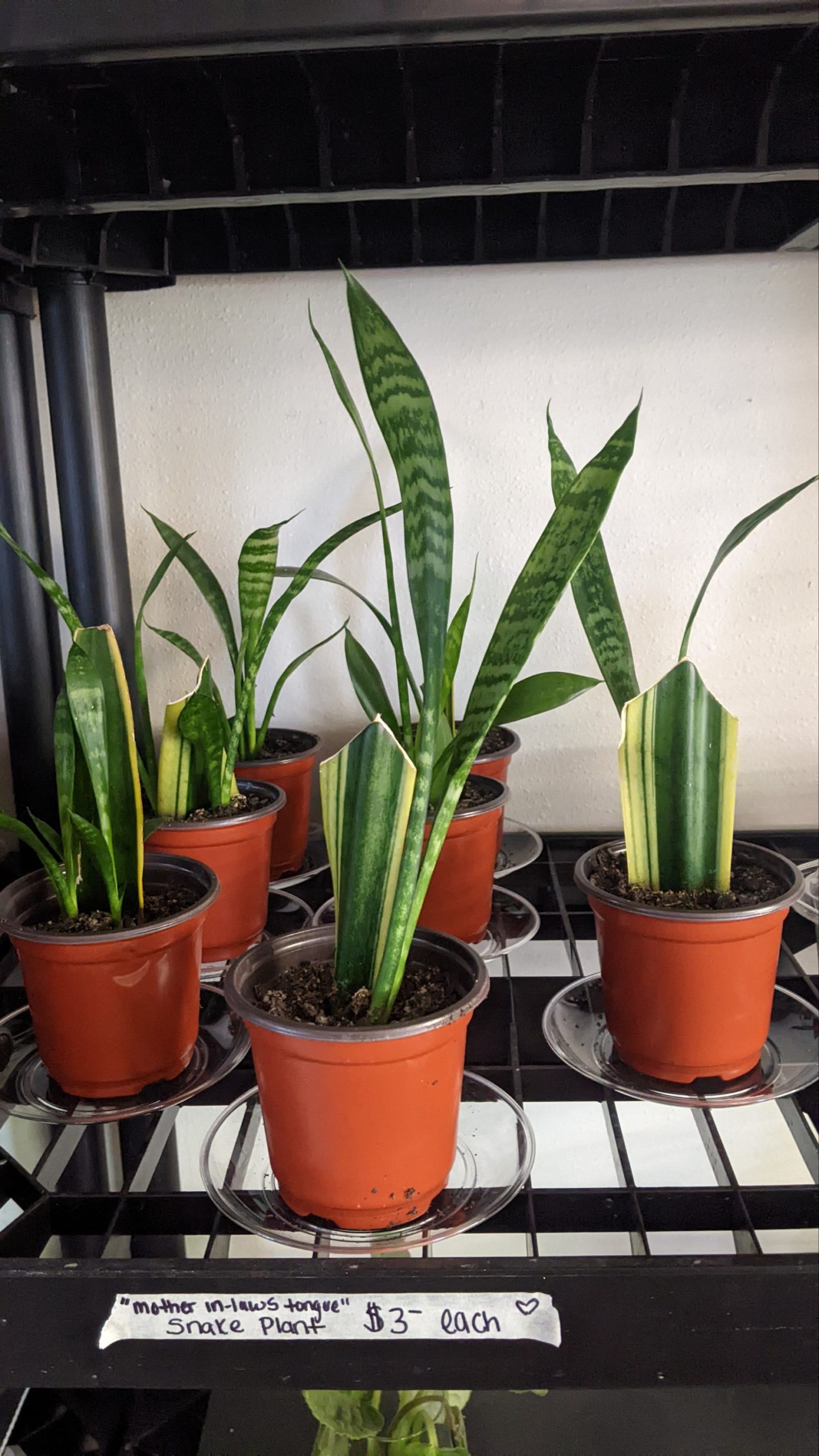 cy heart leaf philodendron Heartleaf Philodendron